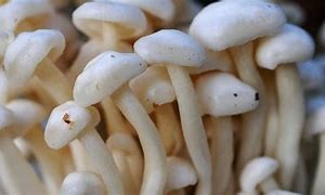 कन्य च्याउको बीउ उत्पादन