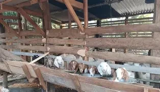 राप्तीसोनारीका महिला बाख्रापालनतर्फ आकर्षित