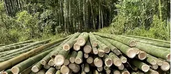 साकेला गाउँपालिकामा बाँसकलासम्बन्धी उद्योग स्थापना