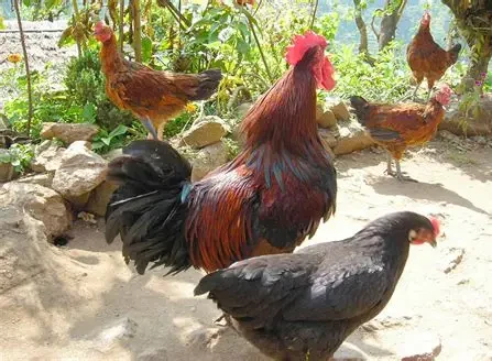 कँडेलको चरा पाल्ने रहर : वनकुखुरा पालनमा ५० लाख लगानी