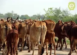पोखराबाट पशु क्वारेन्टाइन सेवा थालनी