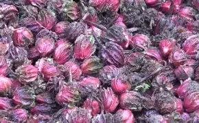 भोजपुरमा अलैँचीको मूल्यवृद्धि, किसानमा उत्साह