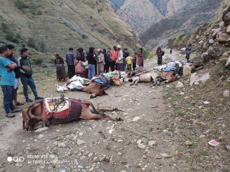 ट्रान्समिटरबाट विद्युत चुहावट हुँदा मुगुमा करेन्ट लागेर दश खच्चर मरे