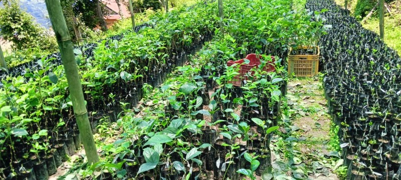  गाउँमा नै नर्सरी, वार्षिक हजारौँ बिरुवा बेच्दै 