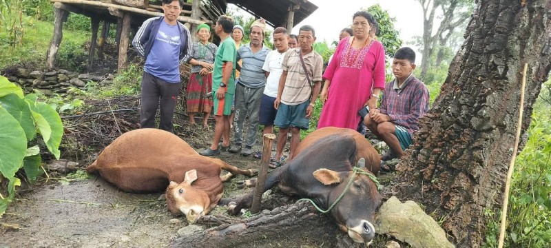 लेटाङमा चट्याङ लागेर हलगोरु ठहरै