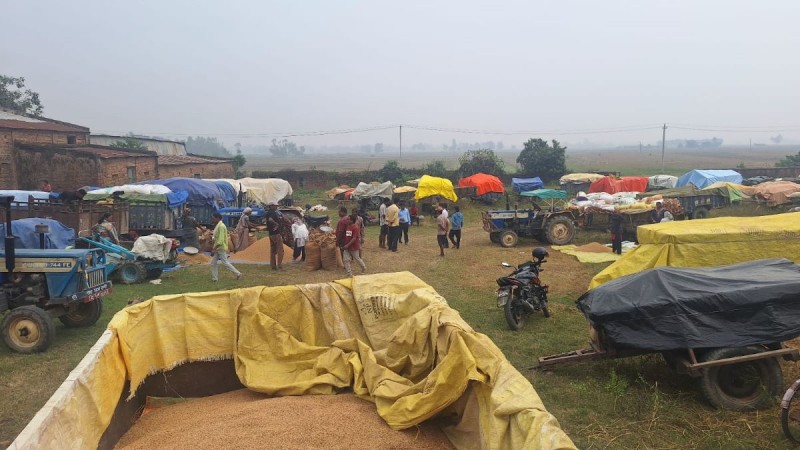 सुदूरपश्चिममा धान उत्पादन :  क्षेत्रफल घट्यो, उत्पादकत्व वृद्धि