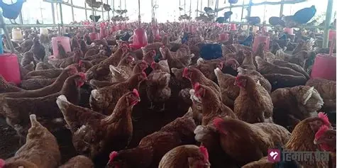 कुखुरापालनबाट मासिक एक लाख आम्दानी