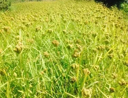 हराउँदै कोदो, बढ्दै माग