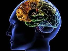 मानव मस्तिष्क विकासका पाँच ‘युग’ : क्याम्ब्रिज वैज्ञानिकहरूको नयाँ अध्ययन