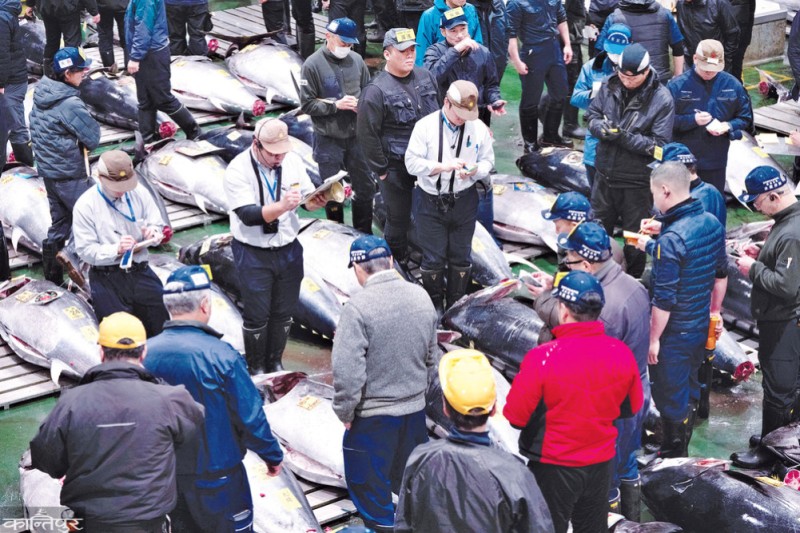 टुना माछाको कीर्तिमानी मूल्य