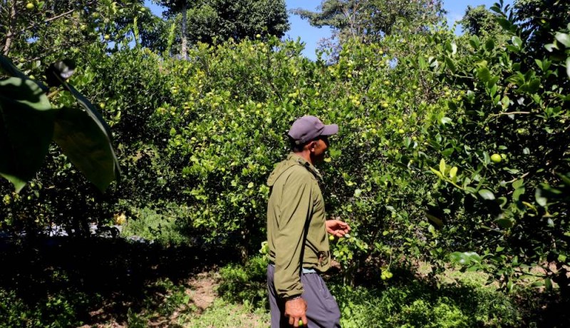 खयरमारामा व्यवसायिक अम्बा र कागतीखेती