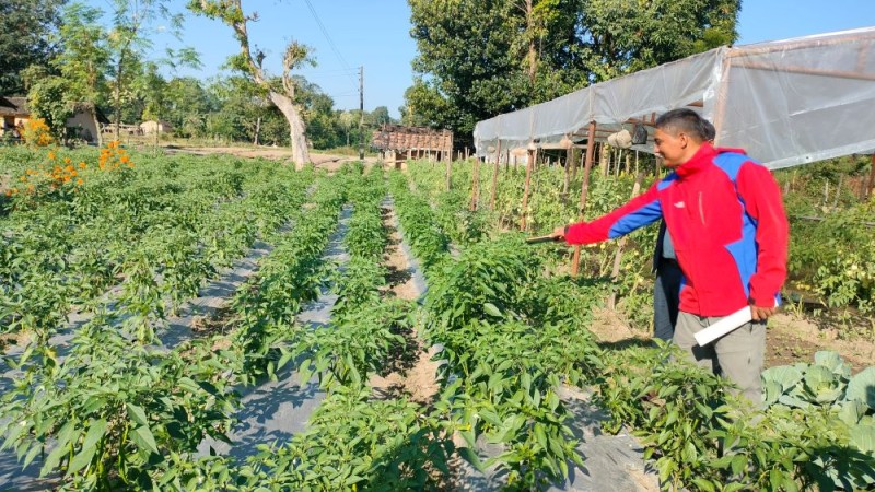 यस्तो छ आजका लागि सागसब्जी र फलफूलको थोक मूल्य