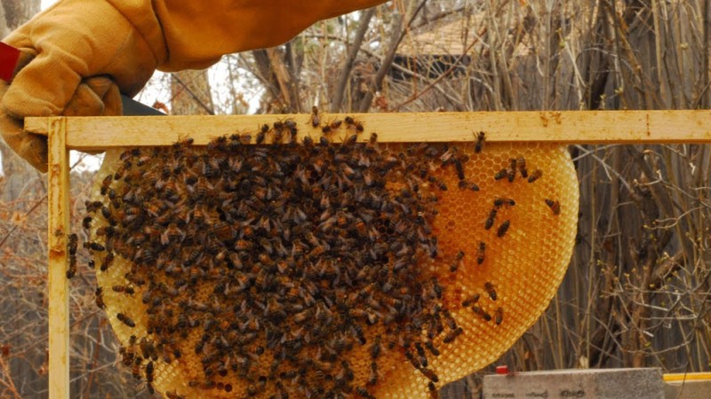 मौरीपालक किसानलाई आईपिएम पाठशाला