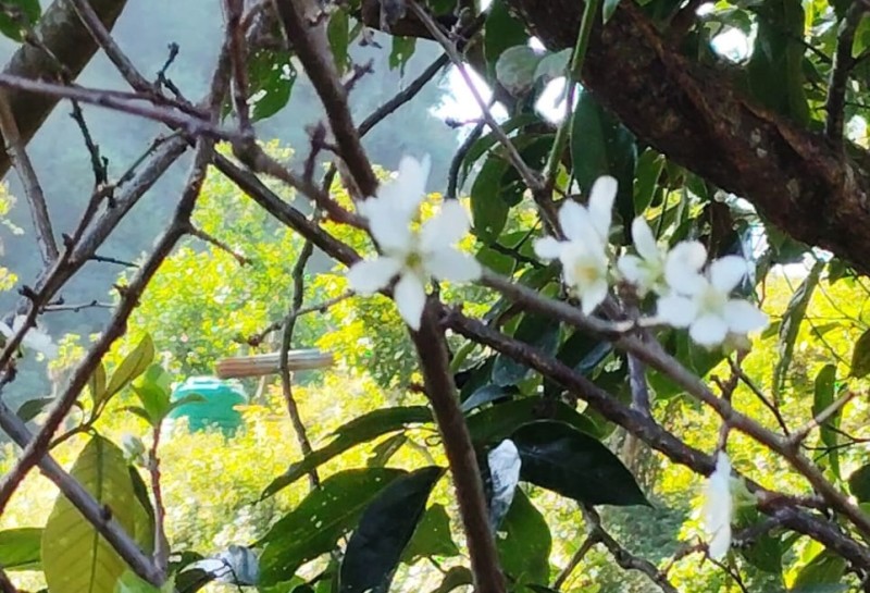 असोजमै फुल्यो ‘पलम’