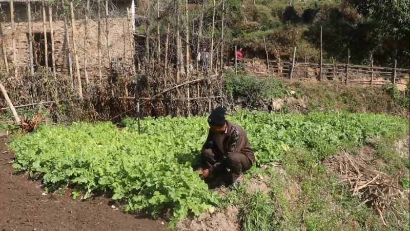 सिँचाइका लागि पोखरी निर्माण भएपछि किसान व्यावसायिक तरकारीखेतीतर्फ आकर्षित