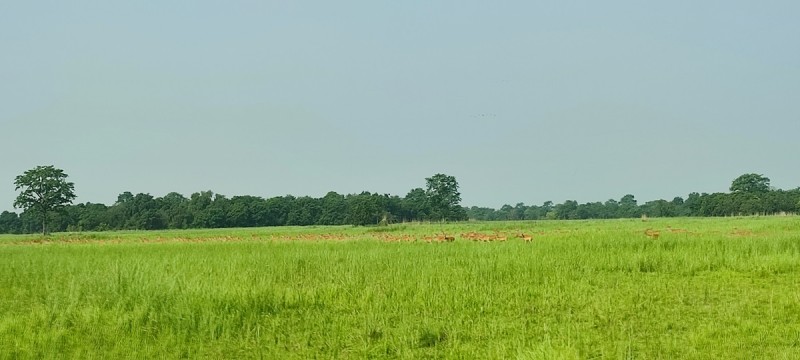 वन्यजन्तु संरक्षणमा चुनौतीः शुक्लाफाँटामा चोरी–शिकारी रोकिएन