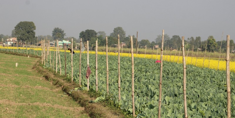 सागसब्जीमा समृद्धि पहिल्याउँदै कञ्चनपुरका किसान