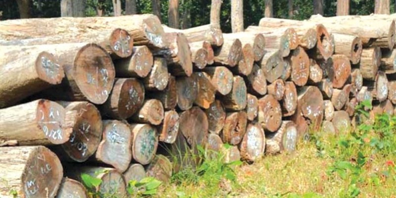 कैलालीमा ५३१ क्युफिट सालका चिरान काठ बरामद