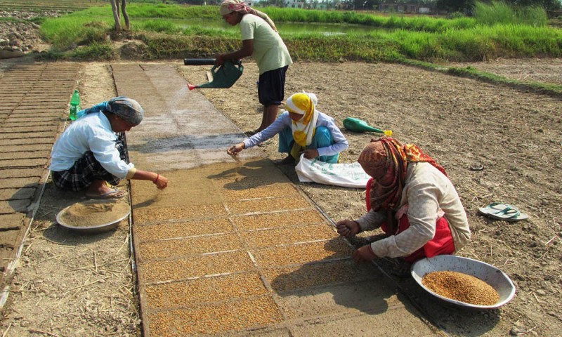 ‘राइस ट्रान्सप्लान्ट’ मेसिनद्वारा धान रोप्न ‘ट्रेमा’ बीउ उमार्दै किसान
