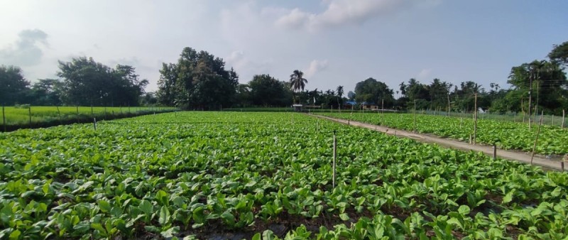 देउकुमारको कृषि फार्ममा तीस लाखको रायोको साग